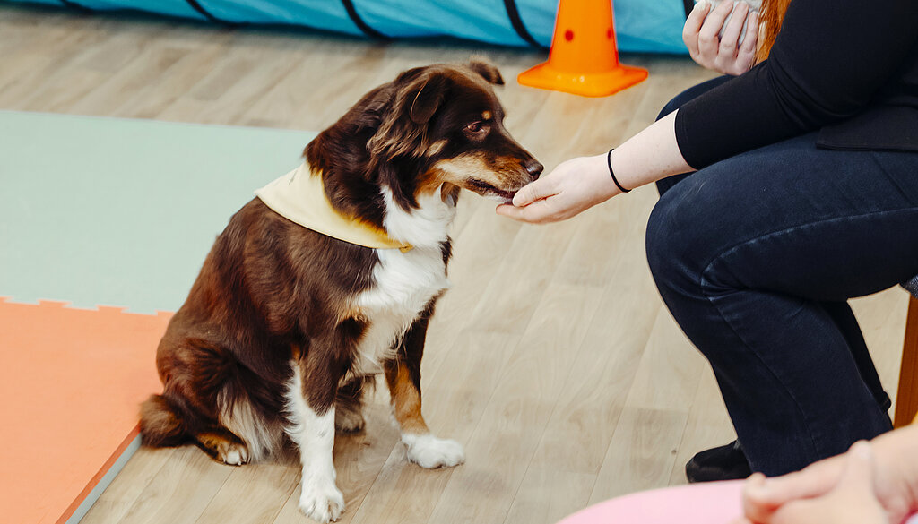 Therapiehund Therapiehund in einer Gruppe mit Patienten.