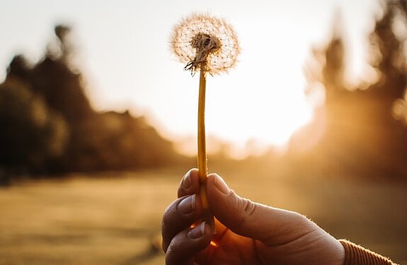 Pusteblume Pusteblume wird im Sonnenuntergang gehalten.